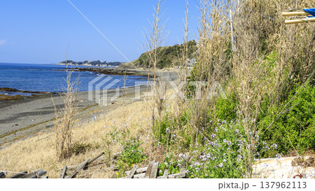 三浦半島の三浦市の三戸浜の冬 三浦半島の三浦市の三戸浜の冬 137962113