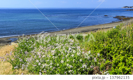 三浦半島の三浦市の三戸浜の冬 三浦半島の三浦市の三戸浜の冬 137962135
