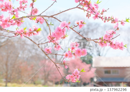 俣野別邸庭園に咲く桃の花 137962296