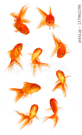 Goldfish group on white background isolated. 137962299