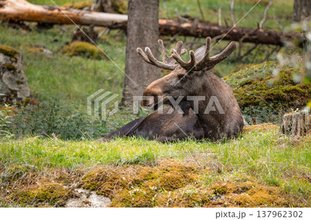 Wild moose resting on green forest meadow. Wild moose resting on green forest meadow. 137962302