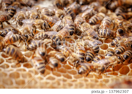 Honey Bees working on honeycomb close-up shot. Honey Bees working on honeycomb close-up shot. 137962307