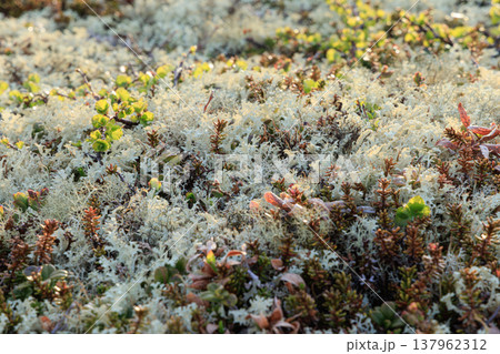 Bright natural pattern of moss and small succulents with white dry branches. Colorful tundra lichens and berries. 137962312
