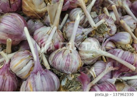 Fresh garlic bulbs background texture. Fresh garlic bulbs background texture. 137962330