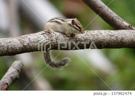枝の上を歩くシマリス 自然の中の小動物の姿 枝の上を歩くシマリス 自然の中の小動物の姿 137962474