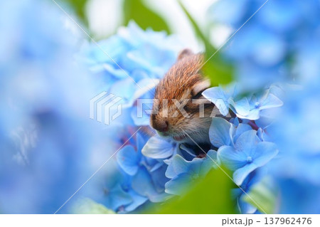 紫陽花に包まれたシマリスのクローズアップ 癒しの可愛い小動物 137962476