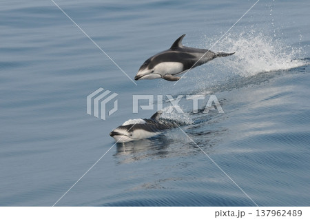 ジャンプする野生のイルカ 137962489
