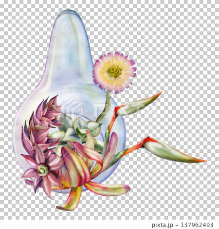 Protea bud, strelitzia spikes, daisy flower, echeveria succulent rosettes in glass bulb terrarium. Isolated illustration hand drawn in watercolor. Hotel room botanical decor, boho wedding invitations Protea bud, strelitzia spikes, daisy flower, echeveria succulent rosettes in glass bulb terrarium. Isolated illustration hand drawn in watercolor. Hotel room botanical decor, boho wedding invitations 137962493