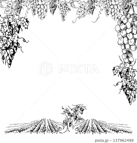 Rustic vineyard border frame with rhythmic vine row elements, overhanging grape clusters, leafy wines with tendril curls. Isolated vector illustration in ink style. Labels, menus, promotional design. Rustic vineyard border frame with rhythmic vine row elements, overhanging grape clusters, leafy wines with tendril curls. Isolated vector illustration in ink style. Labels, menus, promotional design. 137962499