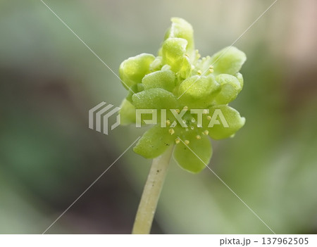 レンプクソウの花 レンプクソウの花 137962505