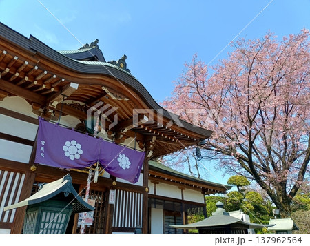 密蔵院の不動堂と安行桜 密蔵院の不動堂と安行桜 137962564