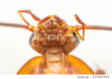 Close up macro view of cockroach head showing detailed texture antenna eyes and mandibles highlighting insect anatomy pest concept and microscopic perspective 137962591