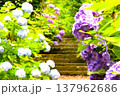 お寺の参道に咲く紫陽花 137962686
