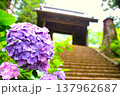 山門へと続く参道に咲く紫陽花 137962687