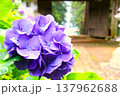 紫色の紫陽花 137962688
