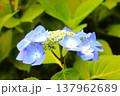 青いガクアジサイ 137962689