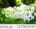 白い紫陽花 137962690