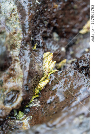 カメノテ 137962762