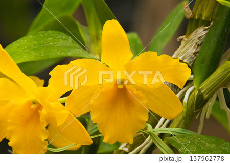 黄色の花のデンドロビュームのクローズアップ 黄色の花のデンドロビュームのクローズアップ 137962778