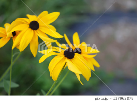 Rudbeckia hirta flowers blooming with bright yellow petals. Cheerful summer beauty and vibrant outdoor charm. Rudbeckia hirta flowers blooming with bright yellow petals. Cheerful summer beauty and vibrant outdoor charm. 137962879