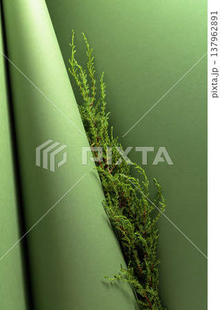Juniper branches on a green background. 137962891