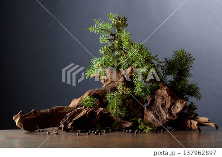 Juniper branches with berries and old wooden snags. Juniper branches with berries and old wooden snags. 137962897