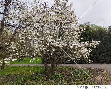 Magnolia blossoms sway gently in a light breeze. Calmness and refined floral aesthetics. Magnolia blossoms sway gently in a light breeze. Calmness and refined floral aesthetics. 137963075