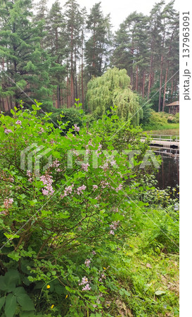 A peaceful pond rests in the center of a green spring park. Balance and natural calm. A peaceful pond rests in the center of a green spring park. Balance and natural calm. 137963091
