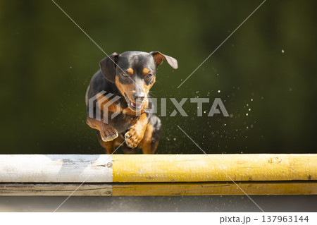 Young crossbread dog jumping over the hurdle for showjumping in spring sunny day. Young crossbread dog jumping over the hurdle for showjumping in spring sunny day. 137963144