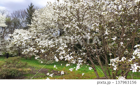 White magnolia flowers surrounded by lush greenery. Tranquility and natural elegance. 137963156