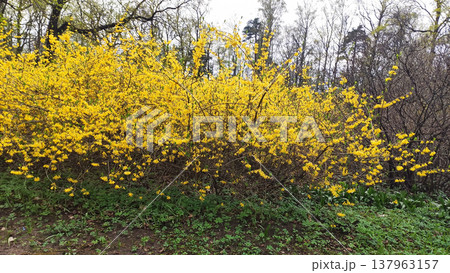 Yellow forsythia blooms brightly in a park during spring. A cheerful and vibrant atmosphere. 137963157
