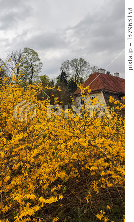 Yellow forsythia blooms brightly in a park during spring. A cheerful and vibrant atmosphere. 137963158