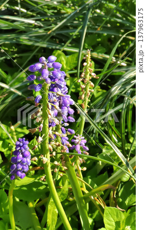 A cluster of Muscari blooms on green stems. 137963175