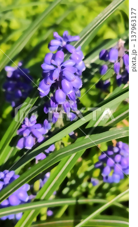 Tiny purple flowers sway gently in the breeze. Subtle charm and peaceful outdoor vibes. Tiny purple flowers sway gently in the breeze. Subtle charm and peaceful outdoor vibes. 137963177