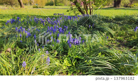 Soft sunlight illuminates blooming grape hyacinths. Delicate floral aesthetics in a spring park. 137963182