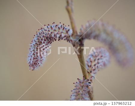 3月に芽吹いた「コリヤナギ(行李柳)」 3月に芽吹いた「コリヤナギ(行李柳)」 137963212