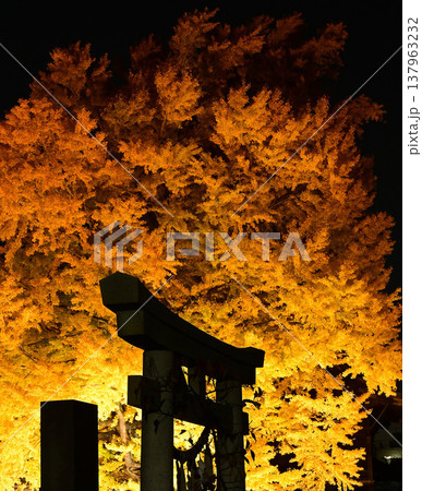 千葉県市川市の葛飾八幡宮の拝殿脇にある国指定の天然記念物ー千本公孫樹（センボンイチョウ）のライトアッ 137963232
