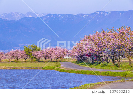 福井県大野市の残雪の山々と水田に咲く満開の花桃（ハナモモ） 137963236