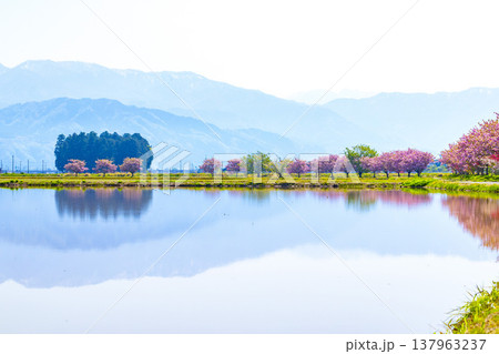 福井県大野市の残雪の山々と水田に咲く満開の花桃(ハナモモ) 福井県大野市の残雪の山々と水田に咲く満開の花桃(ハナモモ) 137963237