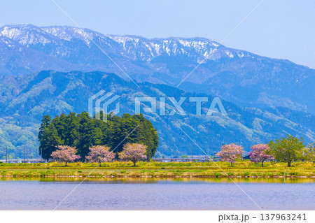 福井県大野市の残雪の山々と水田に咲く満開の花桃(ハナモモ) 福井県大野市の残雪の山々と水田に咲く満開の花桃(ハナモモ) 137963241