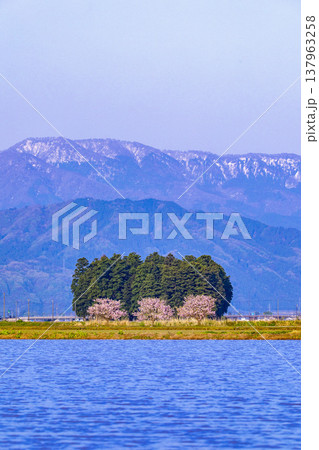 福井県大野市の残雪の山々と水田に咲く満開の花桃(ハナモモ) 福井県大野市の残雪の山々と水田に咲く満開の花桃(ハナモモ) 137963258