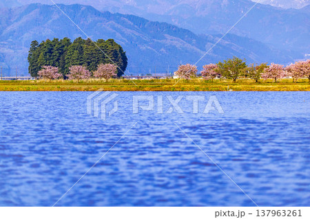 福井県大野市の残雪の山々と水田に咲く満開の花桃(ハナモモ) 福井県大野市の残雪の山々と水田に咲く満開の花桃(ハナモモ) 137963261