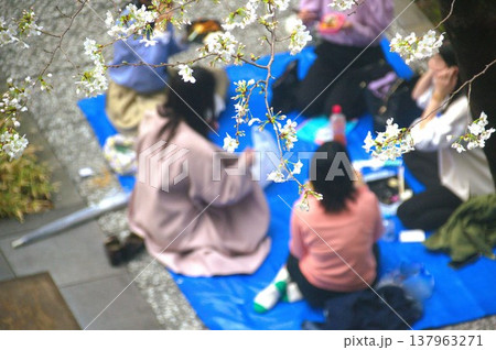 お花見 お花見 137963271
