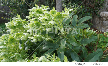 Stinking Hellebore - Helleborus foetidus in late winter Cotswold woodland 137963332