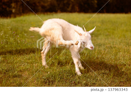 A white goat grazes in a clearing and scratches its ear with its hoof. A white goat grazes in a clearing and scratches its ear with its hoof. 137963343
