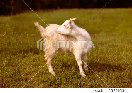 A white goat in a village in a field looking at her tail. A white goat in a village in a field looking at her tail. 137963344