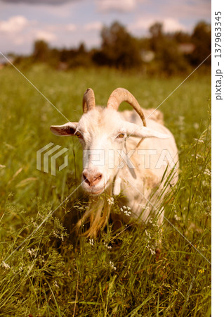 A white goat in a village in a field looking at the camera. A white goat in a village in a field looking at the camera. 137963345