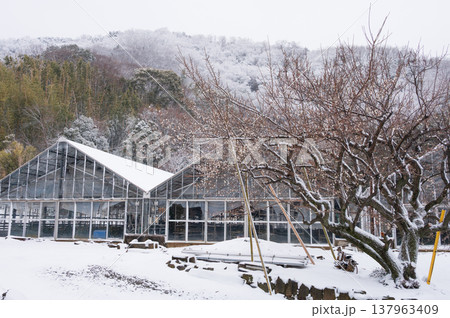 鶴巻の雪景色　冬の農村風景　梅の木がある雪景色 137963409