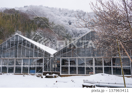 鶴巻の雪景色　冬の農村風景　梅の木がある雪景色 137963411