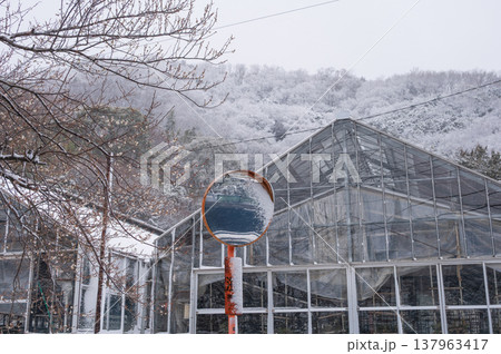 鶴巻の雪景色 冬の農村風景 梅の木がある雪景色 鶴巻の雪景色 冬の農村風景 梅の木がある雪景色 137963417